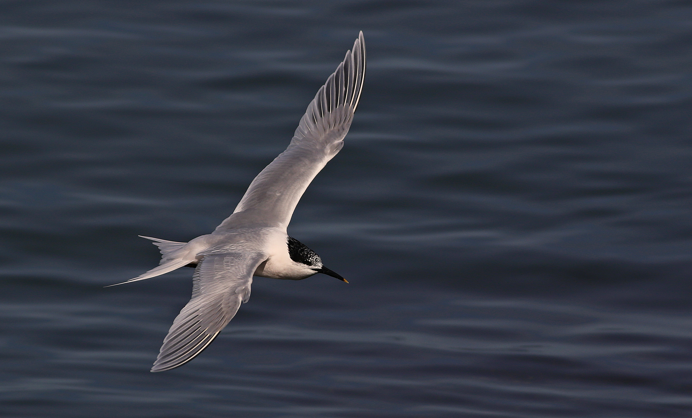Sandwich Tern
